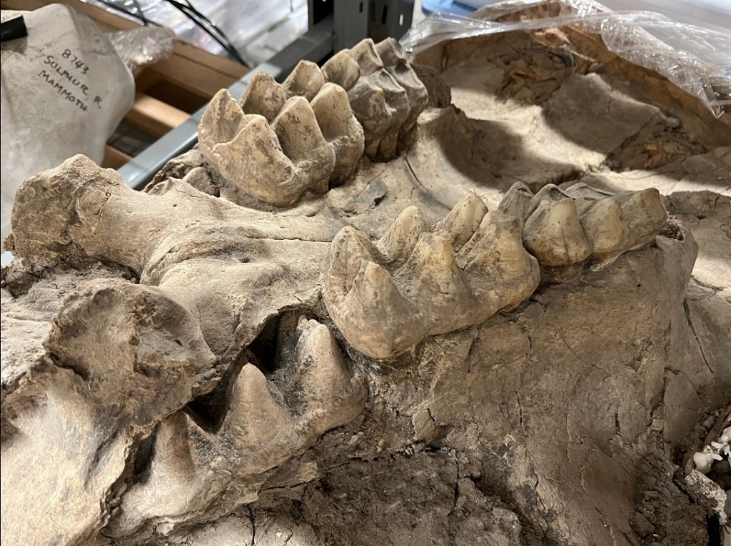 חתיכות שמן נדירות של עצם ממסטודון התגלו בבית בניו יורק לאחר שהבעל הבית חפר בגינה במשך יומיים וחצי