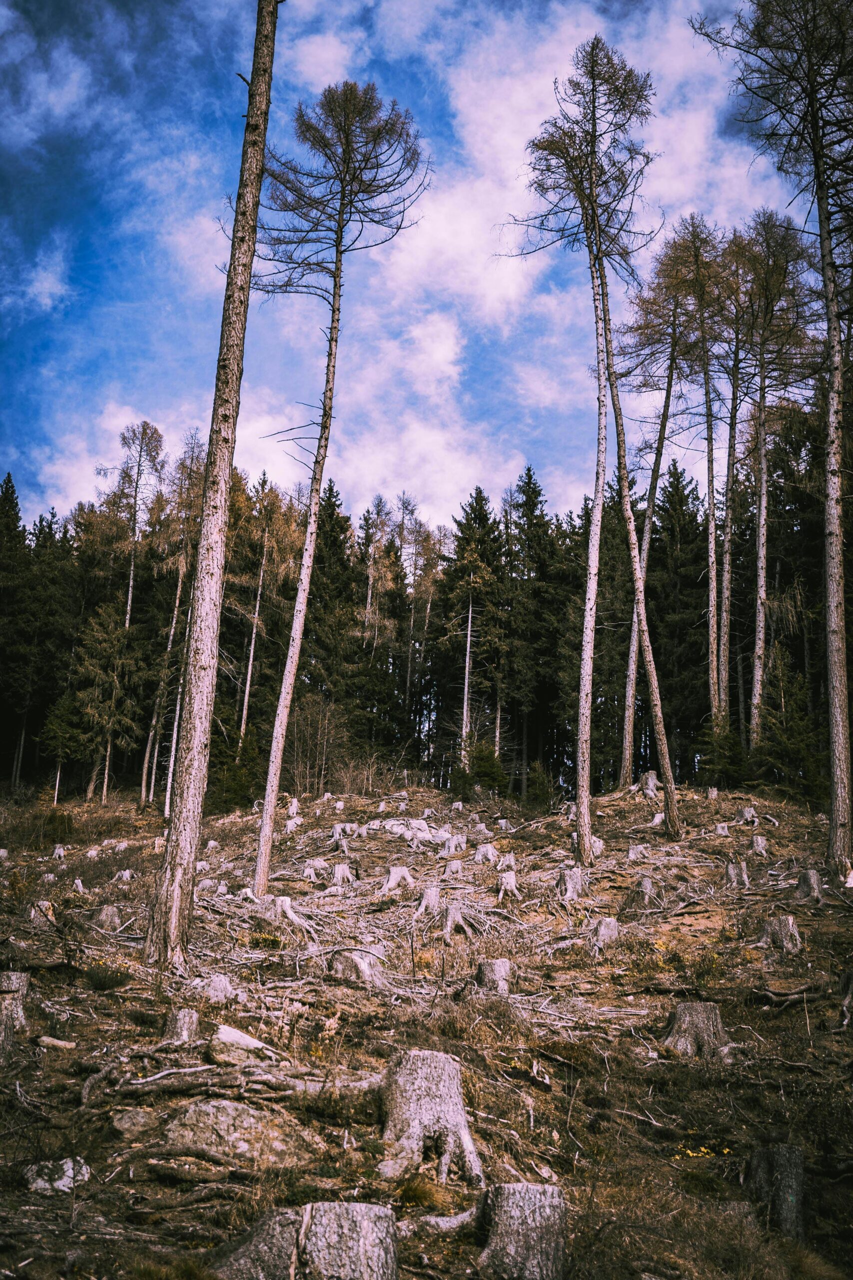 עליית דה-ההיטאות בשנות 2026: אזורי חום מאבדים יערות במהירות שיא בישראל