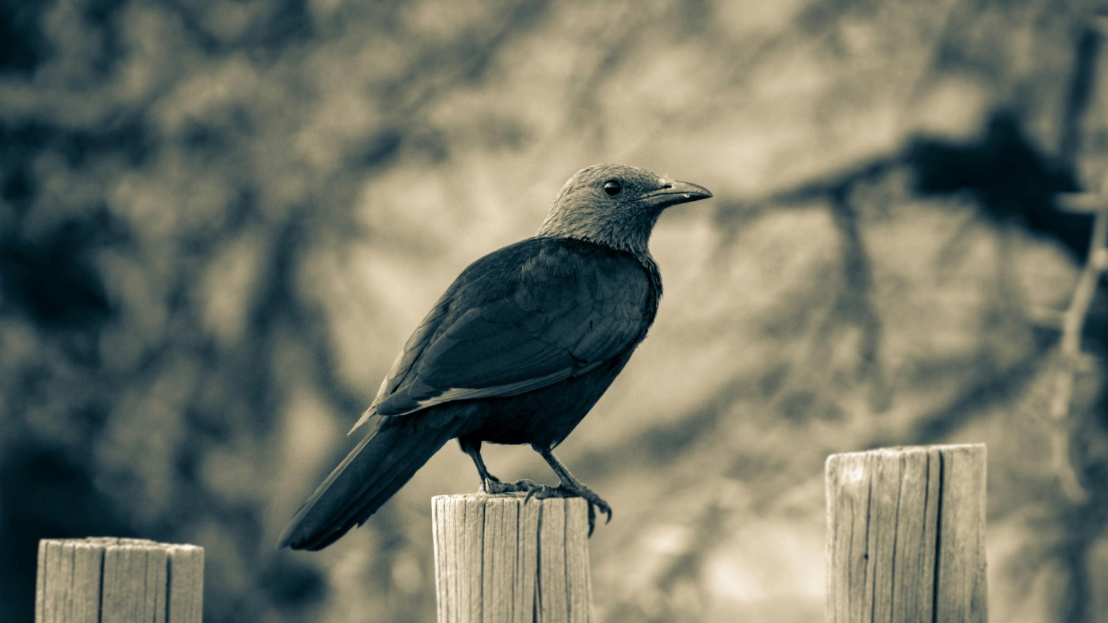 7 הציפורים החכמות ביותר בעולם: מינים חכמים שמבריקים ממרביתנו
