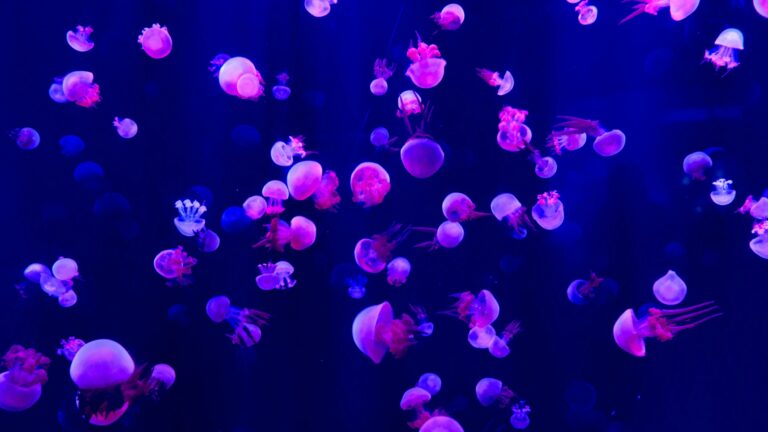 גילוי יצורי הים העמוקים באוקיינוס השקט: מינים חדשים חושפים את סודות המגוון הביולוגי של הים