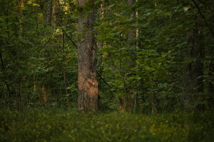 האם שחזור מערכות אקולוגיות מסוגל להציל בתי גידול בסכנה? מומחים במחלוקת על גישה נועזת