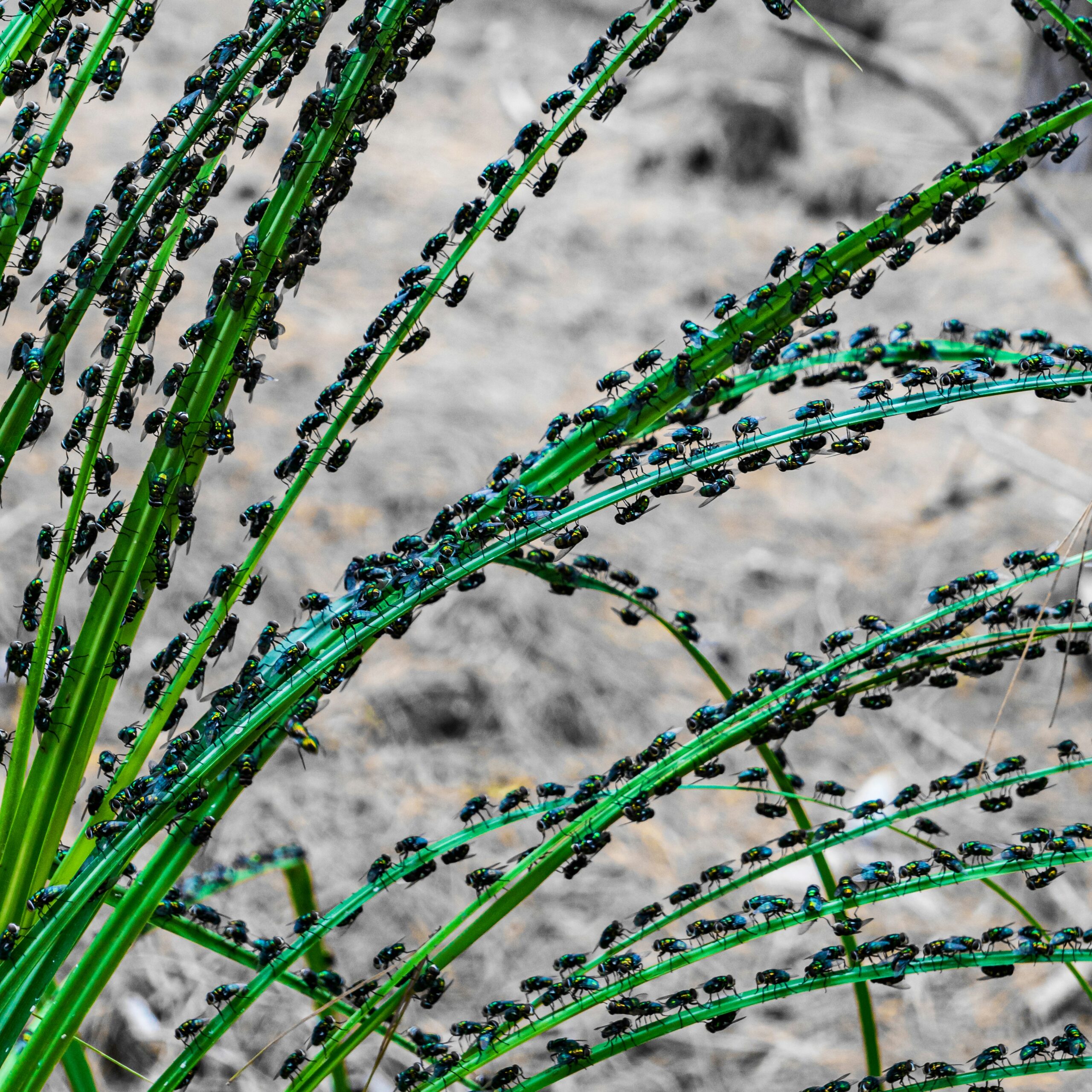 היעלמות החרקים: המניע השקט של משבר המגוון הביולוגי של כדור הארץ