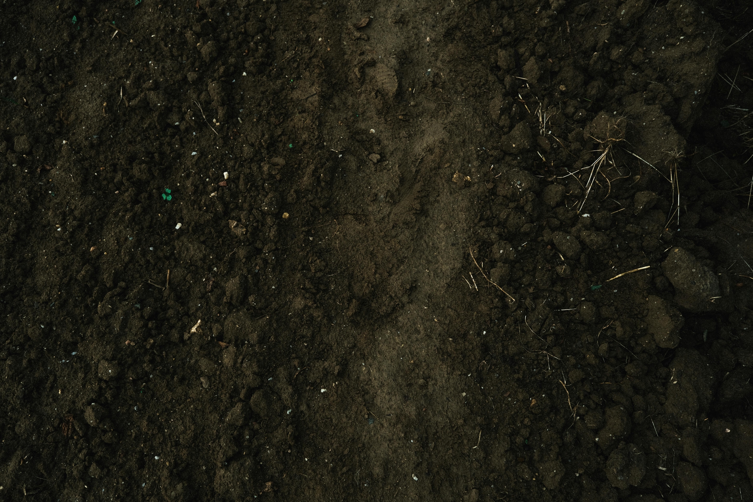 לקחים מחול הצבאים: שליטה באבן שואבת ובחקלות סחף באמצעות קווי קצה, כיסויי קרקע ומדרגות בישראל