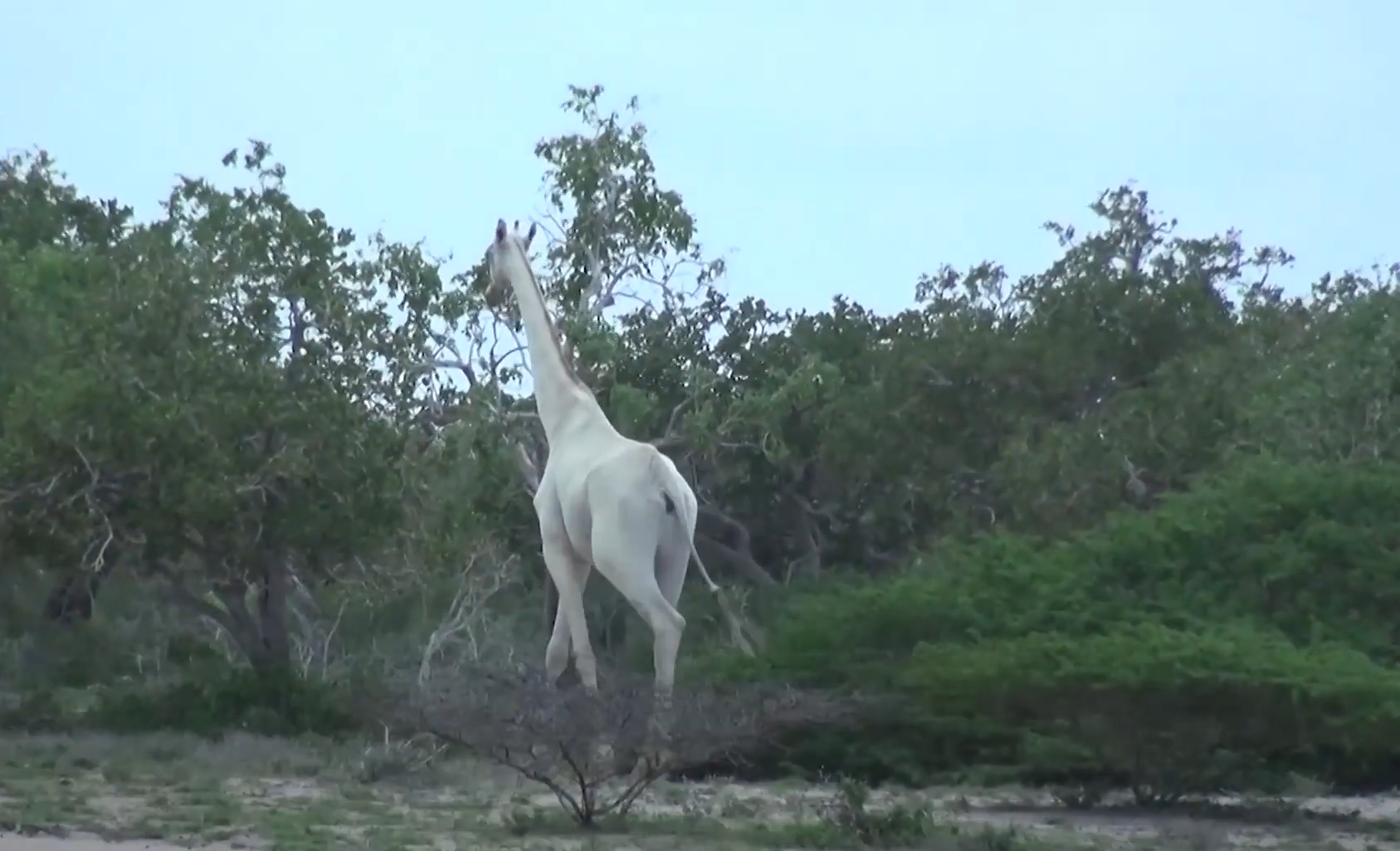 ראיית הגירפה הלבנה הנדירה בקניה: חידוש נדיר שמרומם את תקוות חיי הבר בישראל