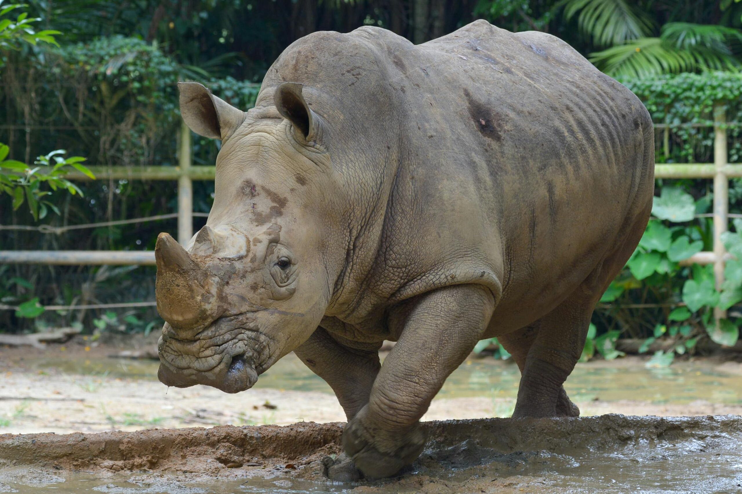 10 החיות בסיכון הגבוה להיכחדות ב-2026: ההילחמו להצלת ג'ירפות וקרנפים בישראל