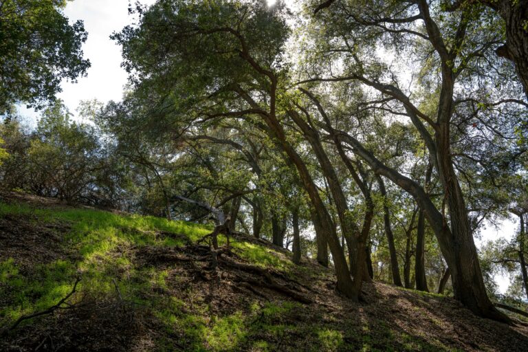 איך אובדן עצים בעקבות שינויי אקלים מזרז את דילול בתי הגידול בקליפורניה ואת הכחדת המינים המקומיים