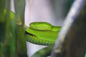 גילוי DNA חושף את סוג הנחשים הירוקים של Huaxi: להכיר את טרימרוסורוס לי הסודי של סין