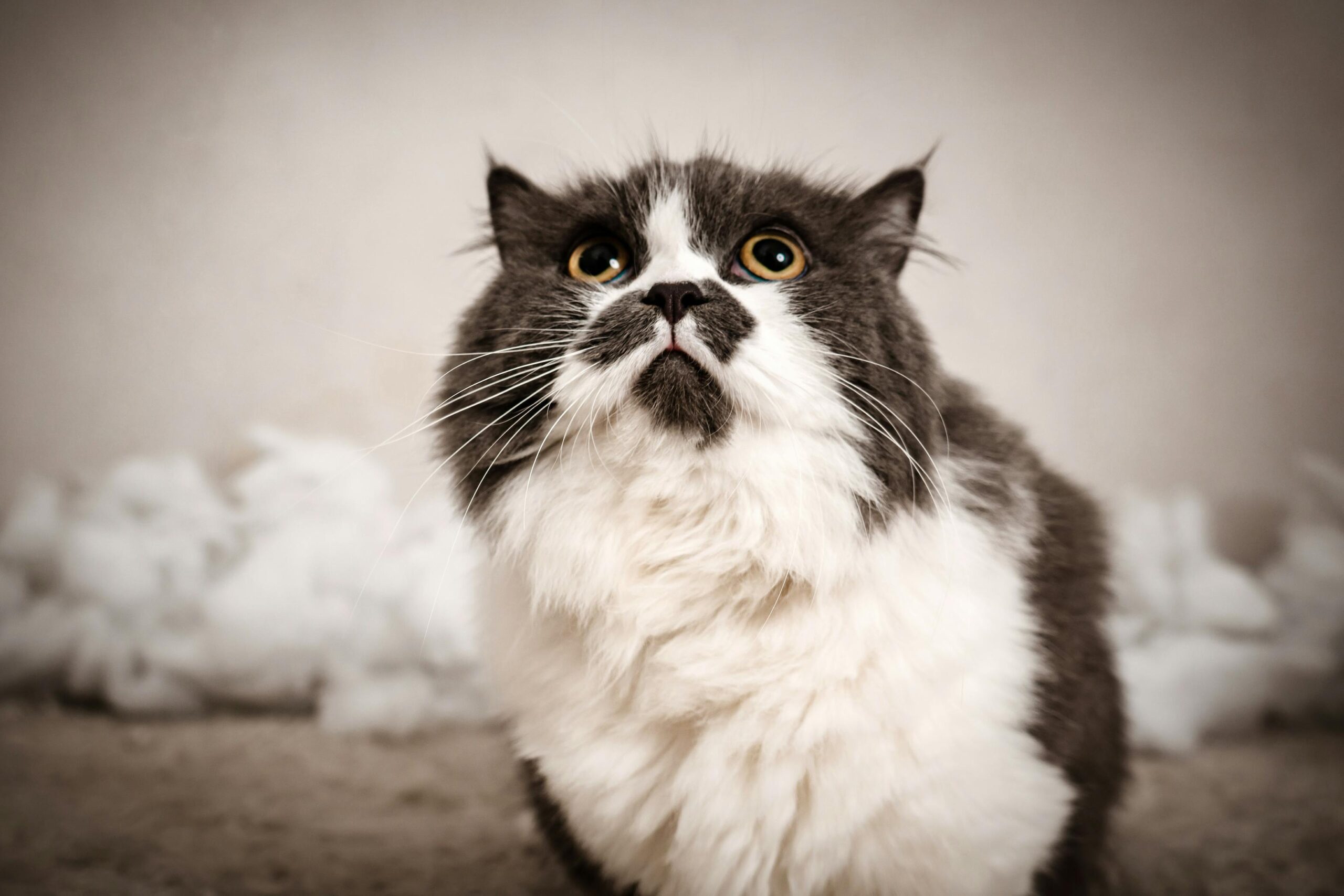 האם חיות מחכות לטרגדיות? סודות אזהרת רעידות אדמה, התנהגות חיות מחמד והישרדות בטבע בישראל