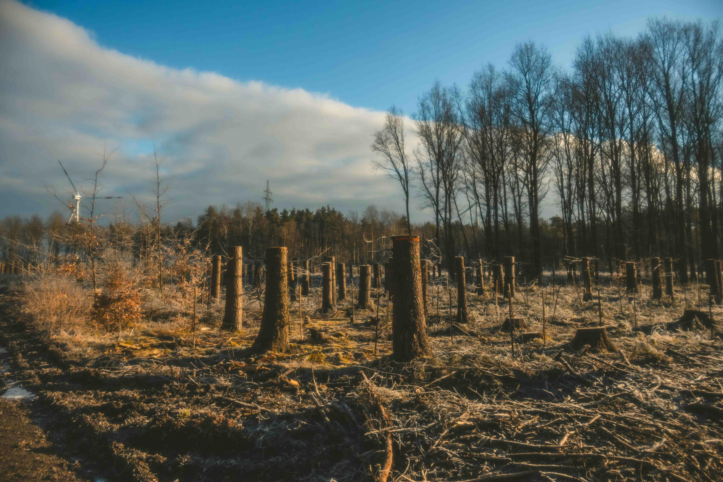השפעות כריתת היערות באמזונס: אובדן פחמן, משבר הביודיוורסיטי – משריפה לייעור מחדש