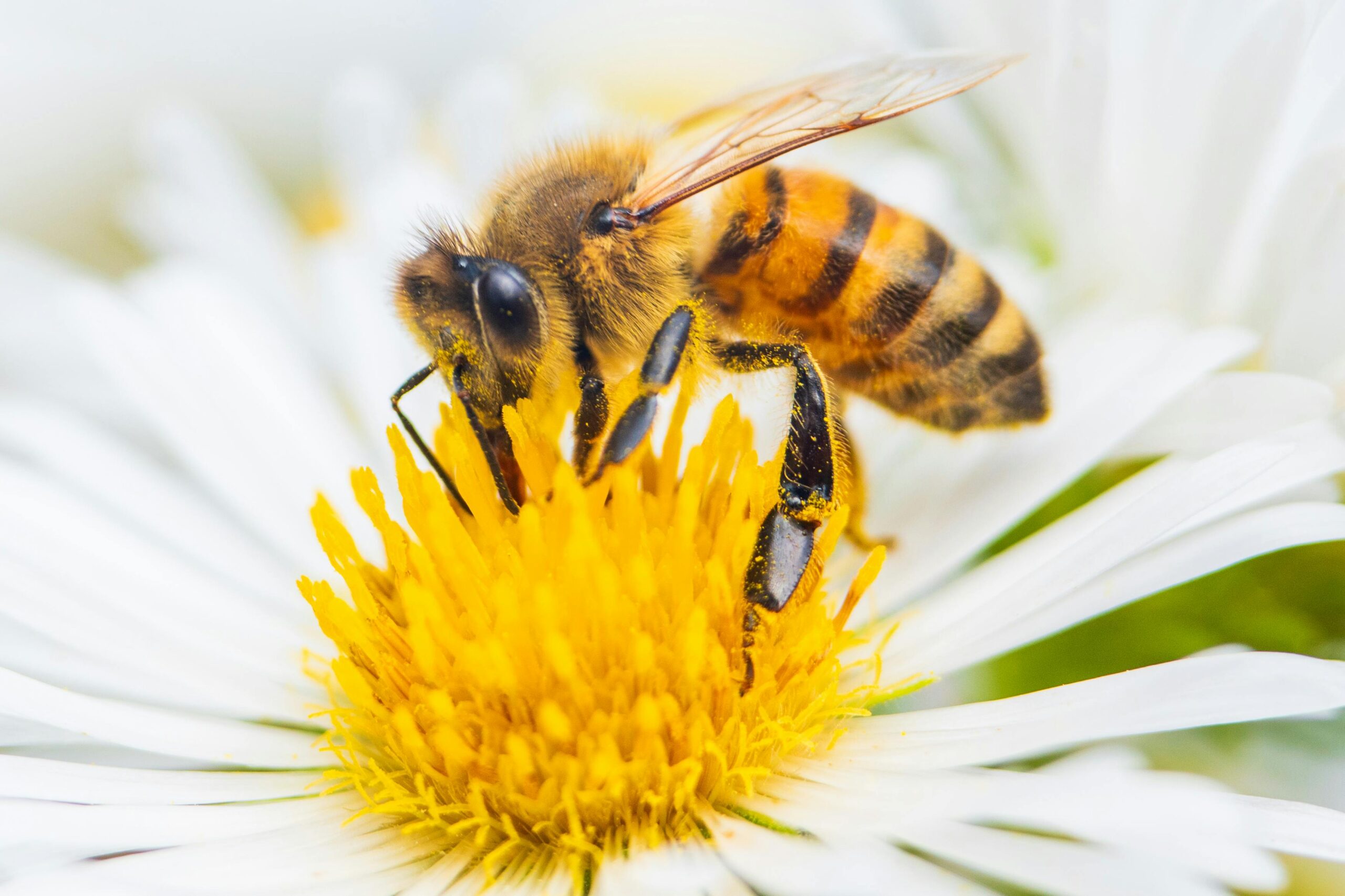 מדוע דבורים ופרפרים נמצאים בסכנת הכחדה: סיבות לירידת הגוף המאביק, אובדן בתי גידול ושימור דבורים בישראל