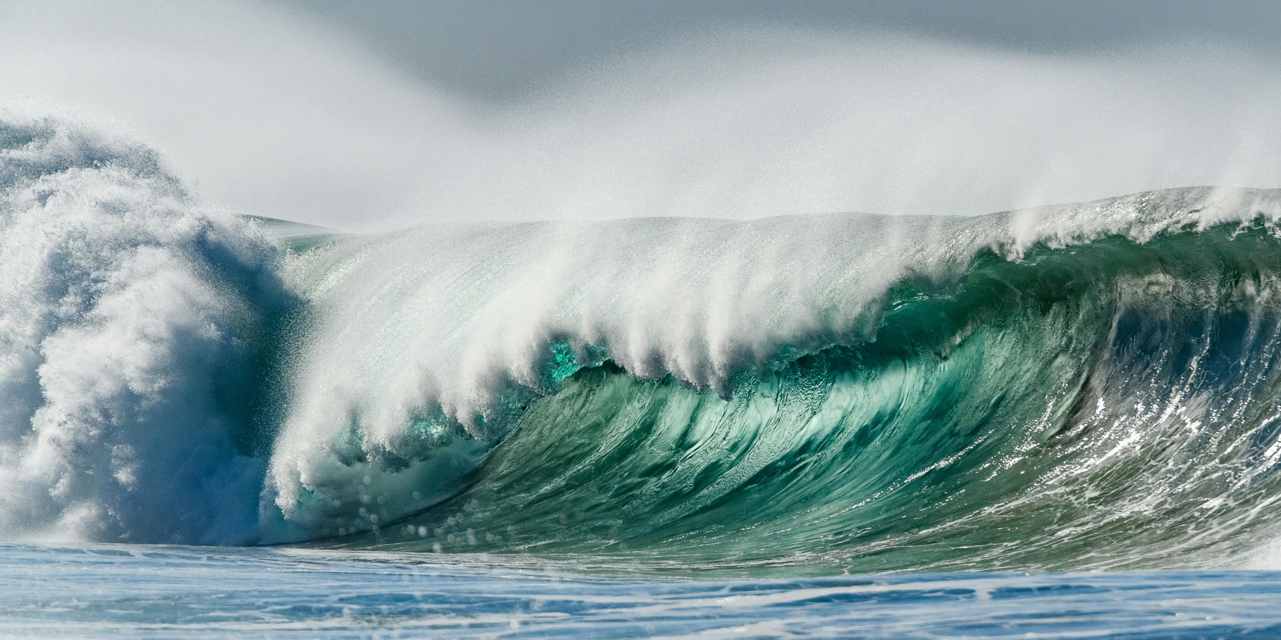 שרשרות הגאות ושוניות: סיפורו המדהים של הישרדות דגים, לווייתנים וחיות ים בארץ ישראל