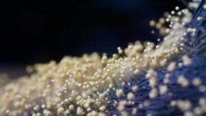 איך פטריית Botrytis cinerea הפכה למזיק חקלאי שמזיק כמעט לכל דבר בישראל