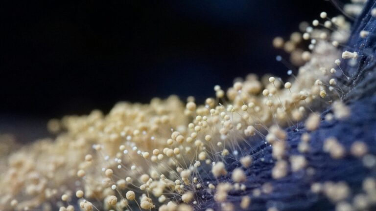איך פטריית Botrytis cinerea הפכה למזיק חקלאי שמזיק כמעט לכל דבר בישראל
