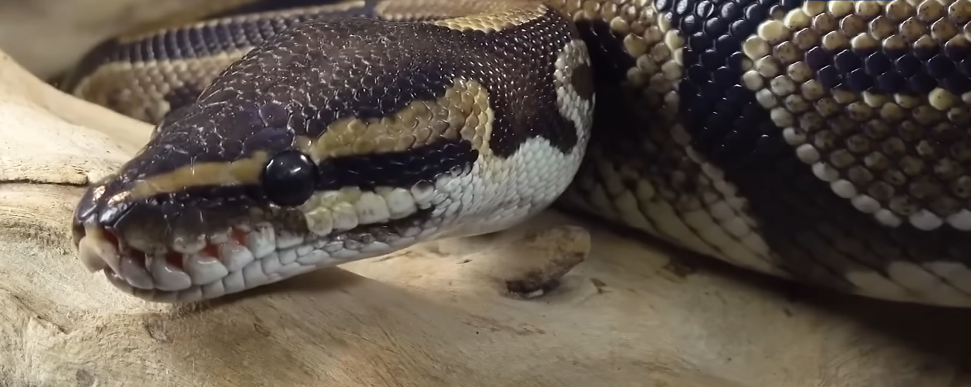 נחש באורך 50 רגל נמצא בהודו: Vasuki indicus עלול לשנות את ההיסטוריה של גילוי נחש פרהיסטורי ענק