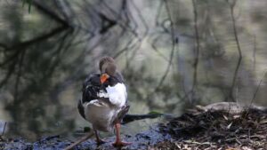 דוח נוסף על עוף עם H5N1 בפארק אטלסא בניקוסיה: המומחה הקפריסאי מעריך סיכון ביני מינורי מאוד