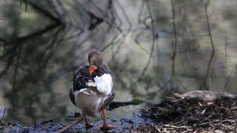 דוח נוסף על עוף עם H5N1 בפארק אטלסא בניקוסיה: המומחה הקפריסאי מעריך סיכון ביני מינורי מאוד