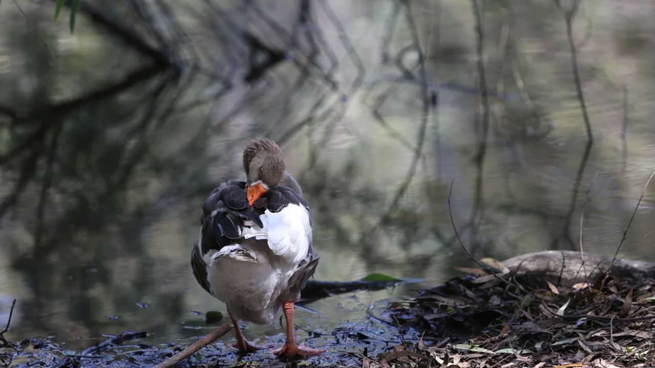 דוח נוסף על עוף עם H5N1 בפארק אטלסא בניקוסיה: המומחה הקפריסאי מעריך סיכון ביני מינורי מאוד