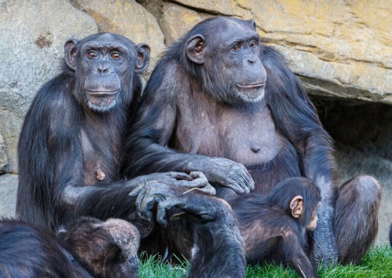 מחקר על מוח קופי אדם וגורילות: פחות שינויים במשקל עם הגיל לעומת המוח של בני אדם מעל 45-50