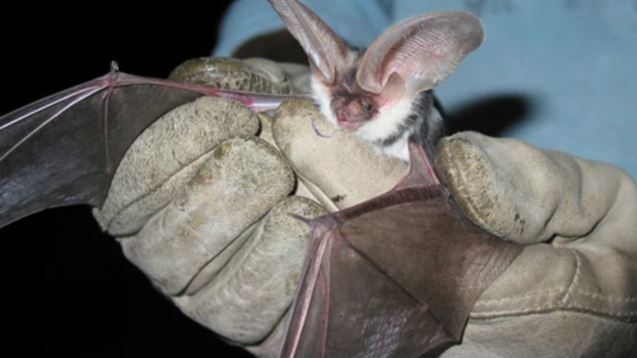 עטלפים שנצפו במערת אריזונה משתפים קווי דנ"א אימהיים עם עטלפים שנפטרו במקום לפני 2,100 שנה