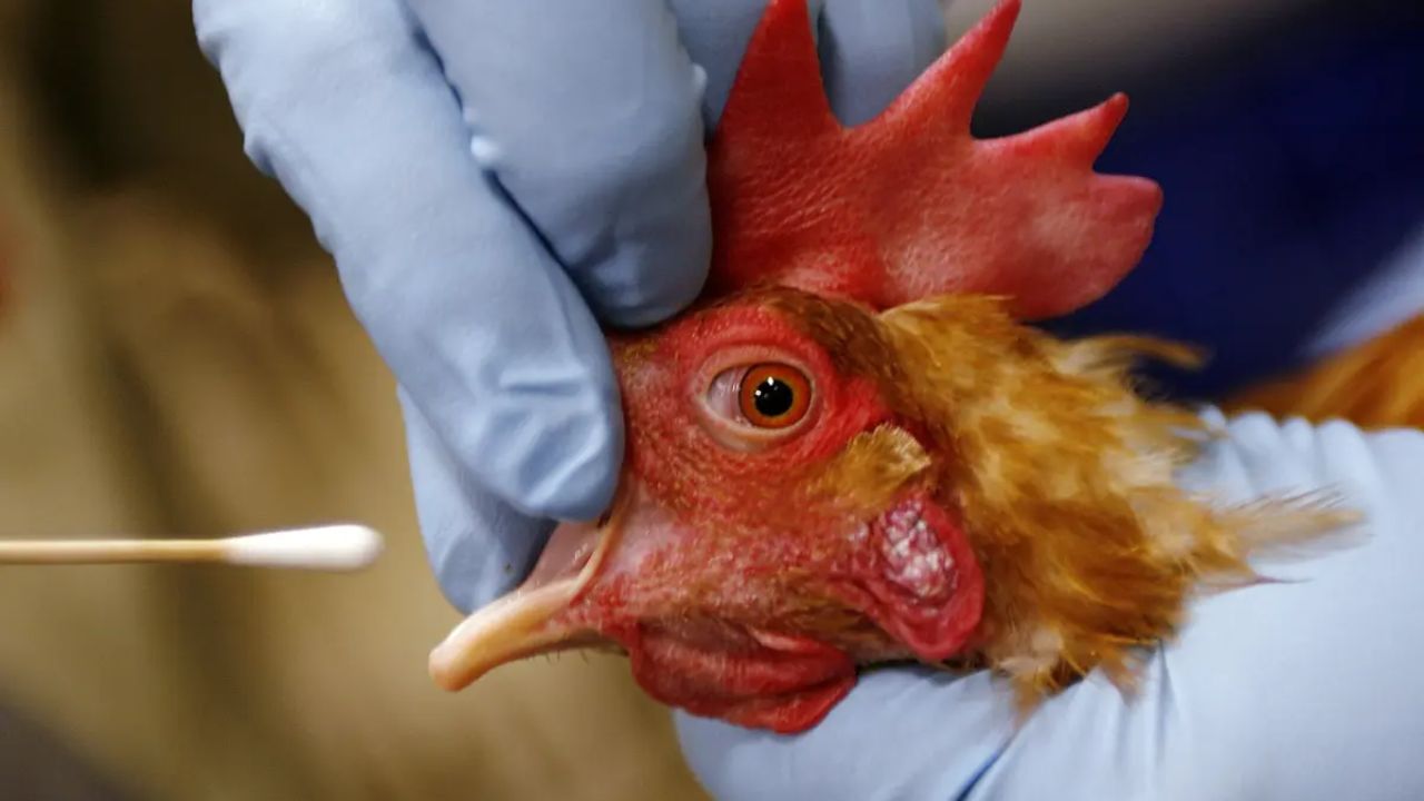 שינויים מהמקרה הראשון של אדם מקנדה שבנדבקה ב-H5N1 חלשו את אחיזת הווירוס בתאים – מחקר מאוניברסיטת בריטניהקולומביה