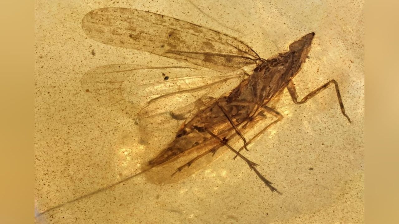 שרידי אמבר מיאנמר חושפים חרק מתקופת הקרטיקון שמו על שם נו-נו מסדרת טלטבוובי, עם צינור הזנה כמעט כפול מגודלו
